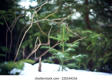 Pine branches in snow in winter forest
