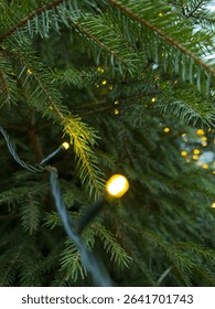 Pine Branches with String Lights in Natural Daylight.