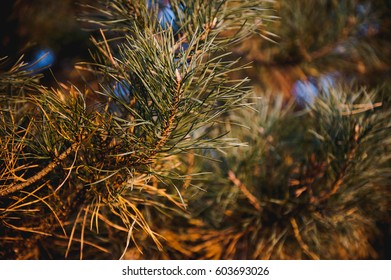 pine branches. Sunset