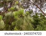 Pine branches with young green needles and cones in the botanical garden in the famous artists village Ein Hod near Haifa in northern Israel