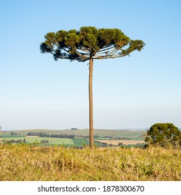 Paraná Pine, Brazilian Pine, Or Candelabra Tree (Araucaria Angustifolia) In A Open Field With A Southern Crested Caracara (Caracara Plancus), Carcará