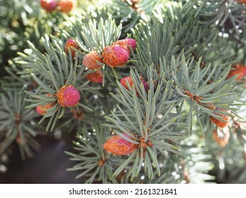 Pine Bud Blossoms Branches Close-up