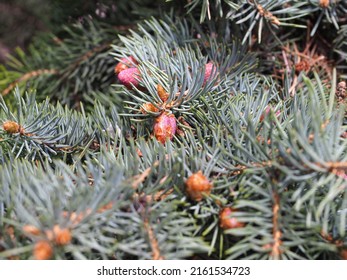 Pine Bud Blossoms Branches Close-up