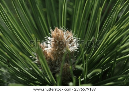 
Pine buds in the spring. Bloomed pine branches. Young pine cone