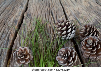 pine cone.