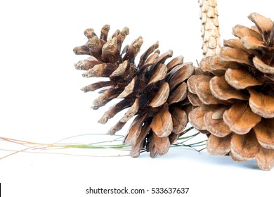 pine cone.