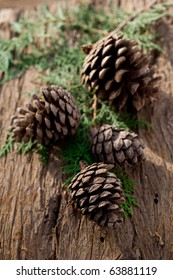 pine cone