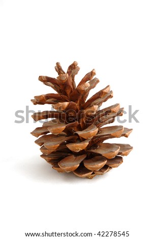 Pine cone