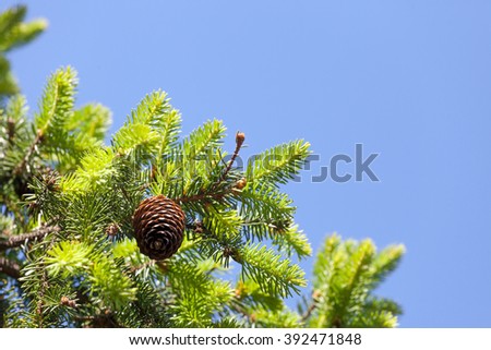 Similar – Pine cones Tree Detail