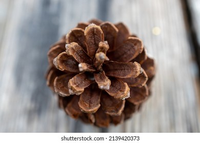 Pine Cone, Apalachicola National Forest, Florida