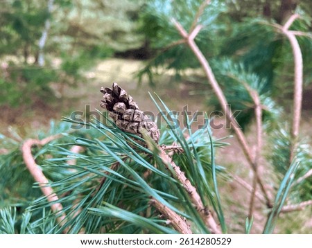 pine cone attached to a branch of a pine tree. The pine cone is brown and has a textured surface with scales. Surrounding the green cone are green pine needles, which are long and slender background