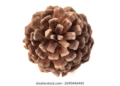 Pine cone, a beautiful pine cone alone placed on a white background, selective focus. Top view.