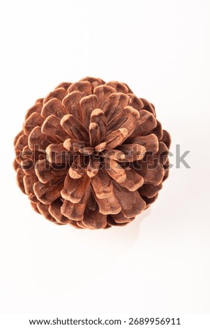 Pine cone, a beautiful pine cone alone placed on a white background, selective focus. Top view.