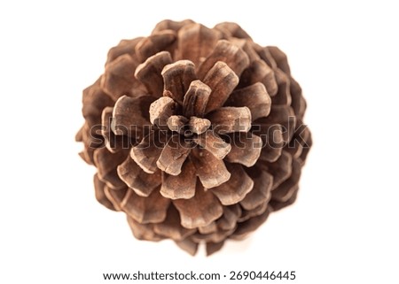 Pine cone, a beautiful pine cone alone placed on a white background, selective focus. Top view.