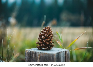 A Pine Cone with Blurred Background
