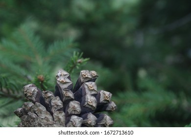 pine cone with a blurred background
