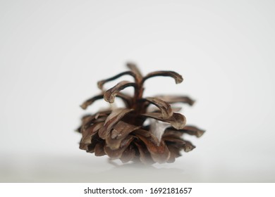 Pine cone with blurry elements on a white background