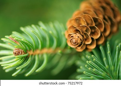 Pine Cone And Branches - Powered by Shutterstock