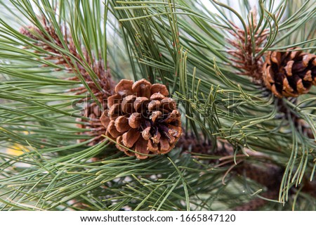 the Pine Cone And Branches
