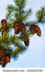 Pine Cone And Branches. Douglas fir tree with cones on the blue sky in the background. Travel photo, close up, nobody, copy space for text, selective focus - Shutterstock ID 2103103700