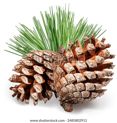 Pine cone or cedar cone with coniferous needles isolated on white background. File contains clipping path.