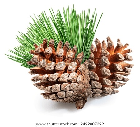 Pine cone or cedar cone with coniferous needles isolated on white background. File contains clipping path.