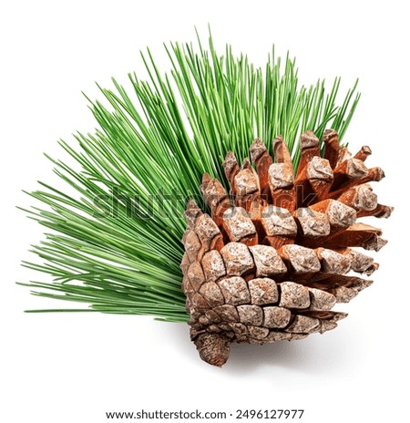 Pine cone or cedar cone with coniferous needles isolated on white background. File contains clipping path.