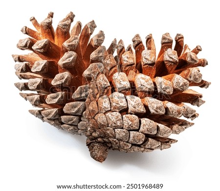 Pine cone or cedar cone isolated on white background. File contains clipping path.