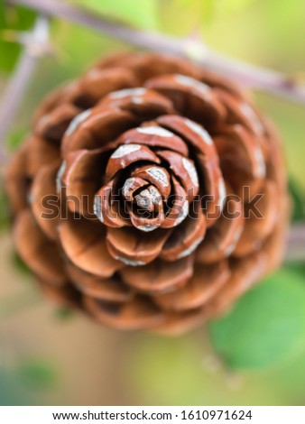 Pine cone close up. Cone-shaped pine cone.
