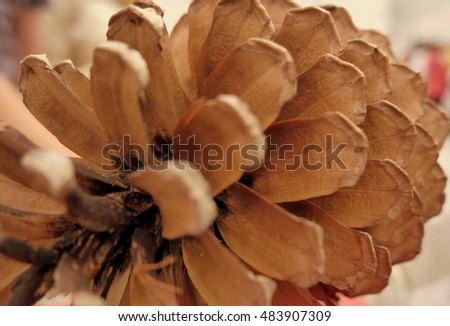 pine cone, close-up