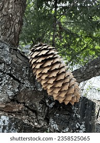 pine cone, The cone's texture is captivating, as it boasts an intricate pattern of woody scales that spiral around its central axis. 
