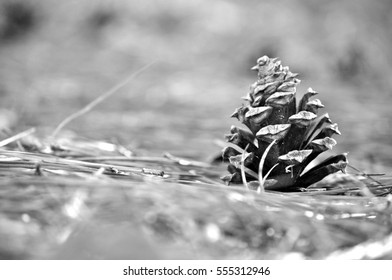 Pine Cone In Downtown Fort Smith, AR