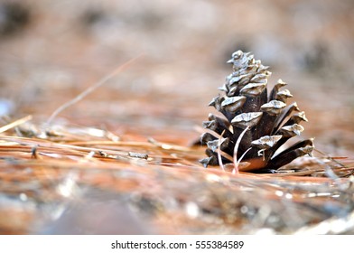 Pine Cone In Downtown Fort Smith, AR