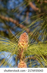 Pine Cone And Evergreen Pinetree Needles Natural Background