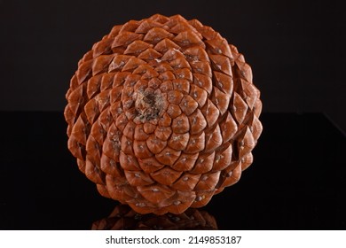 Pine Cone As A Example Of Fibonacci Spirals In Nature