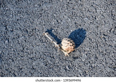 the pine cone fallen to the ground