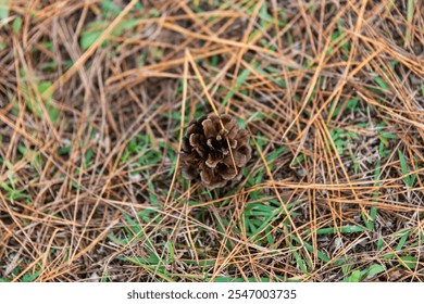 pine cone fallen on the ground - Powered by Shutterstock