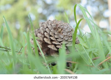 Pine Cone Fibonacci Spiral Viewed From Ground Level