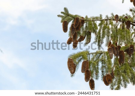 Pine cone, Fir tree, Tree image.