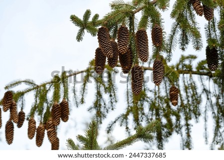 Pine cone, Fir tree, Tree image.