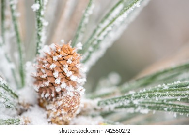 Pine Cone Frosted With Snow