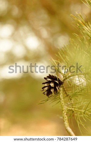 Similar – Pine cones Tree Detail