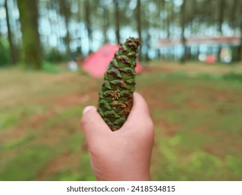 Pine cone in the hand. Point of view.