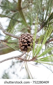 A Pine Cone Hangs From The Torrey Pine Tree