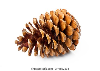  Pine cone isolated on white background