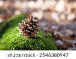 a pine cone lies on a green forest moss. A pine cone lies on a fluffy moss in the forest. Autumn forest in Europe. Copy space. spring sunny day, bright green moss. nature, close-up. text