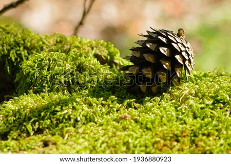 a pine cone lies on a green forest moss. A pine cone lies on a fluffy moss in the forest. Autumn forest in Europe. Copy space. spring sunny day, bright green moss. nature, close-up. text