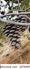 Pine cone in Lythrodontas, Cyprus nature trail