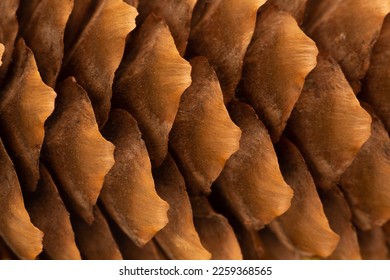 Pine cone macro, closeup texture of a pine cone surface