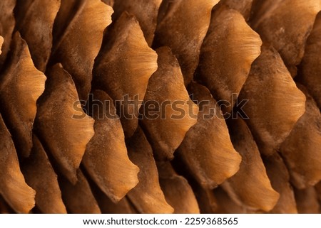 Pine cone macro, closeup texture of a pine cone surface